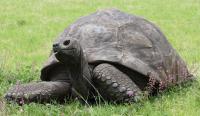 Scientists uncover ‘secret’ to 194-year-old tortoise Jonathan’s longevity