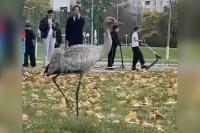 Red-listed crane was spotted in Minsk near a school