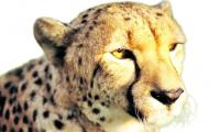 Two Namibian cheetahs left in India
