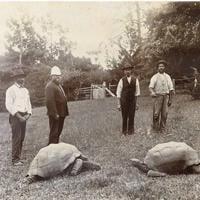 What is keeping the world’s oldest tortoise going at 194?