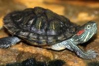 Invasive species have more severe environmental impacts in Global South, study finds