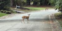 Wildlife crashes rise in Colorado as fall mating, migration seasons get underway