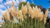 Why this popular garden plant could ruin your Autumn in Portugal