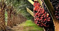 Ghana needs 150,000 more tonnes of palm oil annually to meet demand – OPDAG