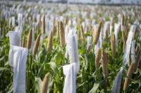 Africa at the Forefront as MAHARISHI Opens Funded Millet Research Training in India