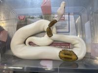 Australia’s new eco police flexes muscles with major wildlife trafficking bust