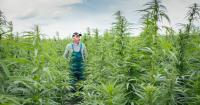 US hemp production faces a regulatory crossroads as loophole set to close