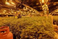 One conviction a year after £3.2m cannabis factory raid