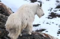 Mountain goat hunt near Juneau closes after years of low numbers