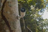 Inside the $100M AI bet to track wildlife across the Amazon in real time