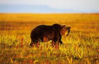 Bear kills man, seriously injures woman in their home in Mongolia