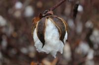 Cotton falls short of target as agriculture review records stronger rice output