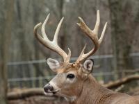 The Exclusive Youth Hunting Season in New York State
