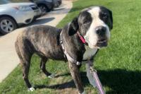 Adopt Bonnie at NOCO Humane in Loveland