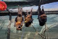 Bats, brews and a whole lot of winged fun: Florida Bat Festival returns to Gainesville