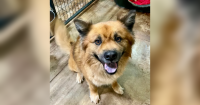 Pets of the Week – Meet Silas & Peeps