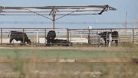 WT receives $9.75 million USDA grant for cattle research facility near Canyon