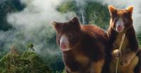 Life support: how a conservation program is helping save tree kangaroos