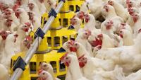 Newcastle disease strikes again in Hungary, Spain