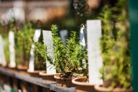 Things to do this weekend in Baton Rouge: Cat show, PlantFest! and more events