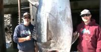 1,100-Pound Bluefin Tuna Shatters New Hampshire State Record By Over 150 Pounds