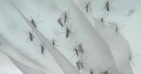 Georgia reports 17 confirmed West Nile virus cases as mosquito season continues