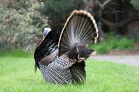 Michigan’s Spring Turkey Harvest Tops 18,700: See Every County