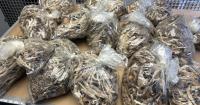 Nevada County Sheriff’s Office and California Department of Fish and Wildlife continue to target illegal cannabis operations polluting environment