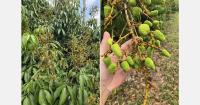Looking ahead at the South African lychee season