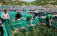 Vietnam’s KLC Seafood launches aquaculture cooperative to strengthen live seafood supply chain