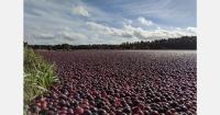 Massachusetts sees early start of harvest again for cranberries