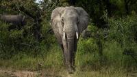 Africa’s wildlife population plunges by 80 percent in five decades, WWF warns