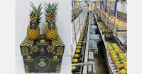 From a pineapple surplus to a seasonal supply shortfall