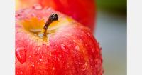 Heavy rainfall threatens apple flowering in southern Brazil