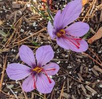 Kashmir to New Jersey: Saffron Takes Root in Central Jersey