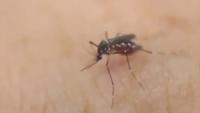 Rhode Island officials announce first human case of West Nile virus in 2026