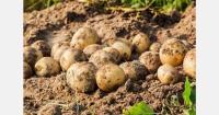 86% of British farmers report negative impact from policy uncertainty