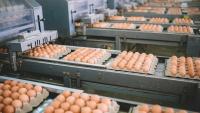 NC State lands $3.5M USDA award for national egg research and training center