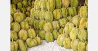 First sea shipment of tree-ripened Malaysian durians completed in two weeks