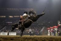 Rodeo, Highland cattle and new attractions highlight Agribition's 55th anniversary
