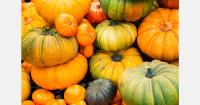 U.S. pumpkin growers face drought, lower yields, and rising fuel costs