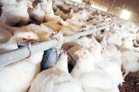 Food supply sufficient until after holidays