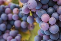 WineInk: Name that grape!