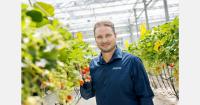New F1 hybrid strawberry variety introduced in Canada