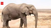 Scientists find African elephants can distinguish visual clues linked to food quantity
