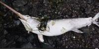 What a swordfish washing up on British Columbia’s coast says about our changing oceans