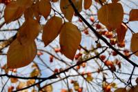 Oktoberfest, Celtic Festival, Harvest Festival and live music | Lifestyle Lookout