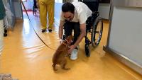 Portuguese hospital lets pets visit owners on wards: a new model?