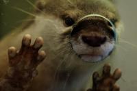 The platypus otter beaver hybrid that swam in lakes with dinosaurs