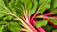 Climate Change Could Squeeze Out Himalayan Rhubarb, Study Warns